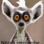 Felhasználói avatar
